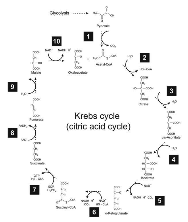 KREBS CYCLE INTERMEDIARIES OXYGEN AND VINEGAR FATIGUE TEST PH FocusedpH Focused
